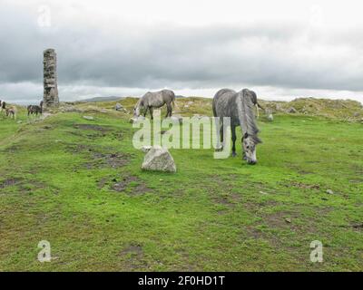 Chevaux près d'une ruine sur les landes de Dartmoor Banque D'Images