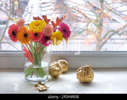 Bouquet de fleurs de Gerbera rose, magenta, corail et jaune sur un panneau de fenêtre. Feuilles et citrouilles dorées et métallisées sur un rebord de fenêtre neutre en ivoire. Banque D'Images