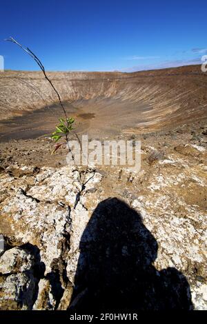 Forêt de bois de fleurs timanfaya dans les volcanes été espagne Banque D'Images