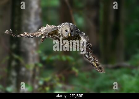 Le jeune OWL ural vole dans la forêt d'été Banque D'Images