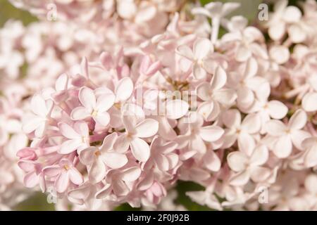 Rose lilas Fine Art floral textures naturelles. Portraits textures photo. Digital Studio Background, idéal pour les photos de famille mignonnes, atmosphère nouveau-né Banque D'Images