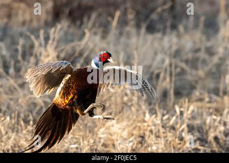 Un faisan de coq volant dans le Dakota du Sud Banque D'Images