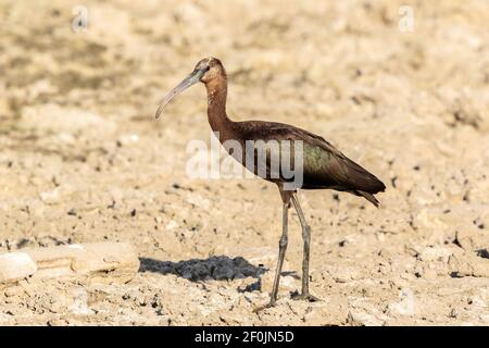 Ibis brillant, Plegadis falcinellus, adulte debout sur la boue séchée, Coto Donana, Espagne Banque D'Images