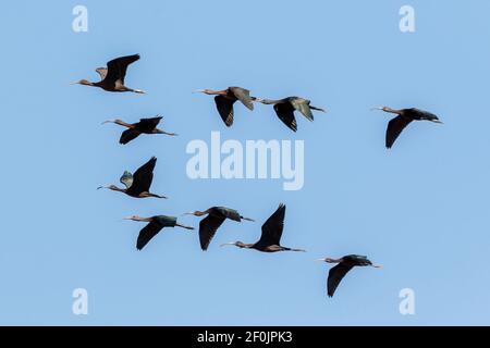 Ibis brillant, Plegadis falcinellus, troupeau d'oiseaux volant à la roôte, Coto Donana, Espagne Banque D'Images