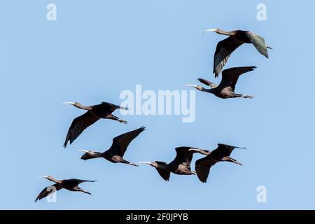 Ibis brillant, Plegadis falcinellus, troupeau d'oiseaux volant à la roôte, Coto Donana, Espagne Banque D'Images