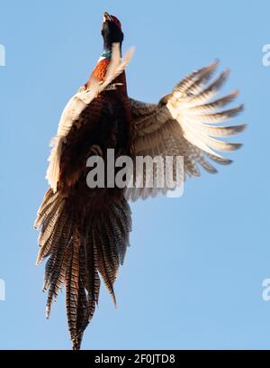 Un faisan de coq volant dans le Dakota du Sud Banque D'Images