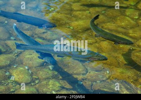 Poissons de saumon nageant dans l'eau claire de l'étang. Banque D'Images