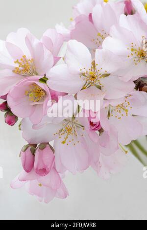 Gros plan de cerisiers en fleurs japonais roses et blanches Banque D'Images