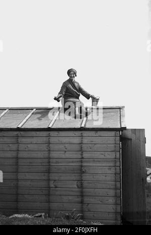 années 1930, historique, une dame assise sur le toit d'un abri de jardin en bois, avec une brosse et un petit seau en main, peut-être en appliquant une certaine créosote, un traitement de bois à base de pétrole, utilisé pour broquer et augmenter la durée de vie du bois. Angleterre, Royaume-Uni. Inhabituel dans cette époque pour une femme de faire ce qui serait maintenant appelé le bricolage. Banque D'Images