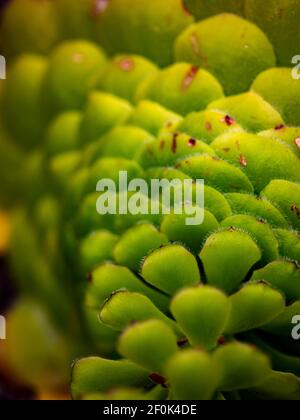 L'aeonium à plateau plat (Aeonium tabuliforme) dans le jardin Banque D'Images