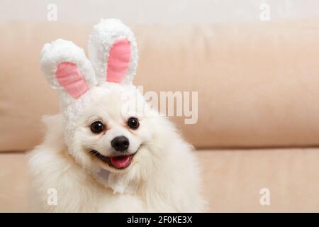 Drôle de chien blanc Pomeranian spitz dans les oreilles de lapin de Pâques. Banque D'Images