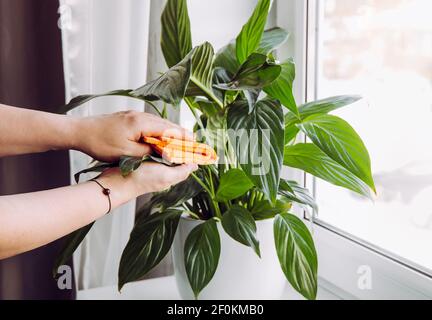 Personne essuyant la poussière de la maison des feuilles de plantes au printemps avec un chiffon doux. Concept de soins de la maison de printemps. Spathiphyllum sont communément connus. Banque D'Images