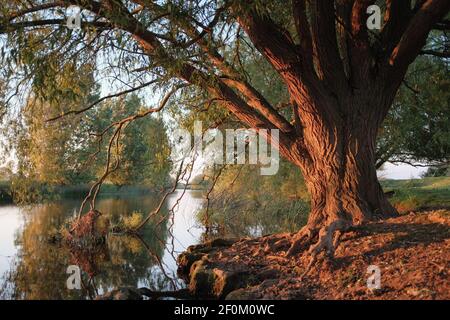 Le soir, la lumière du soleil frappe un arbre sur les rives de la rivière Great Ouse à Cambridgeshire. Banque D'Images