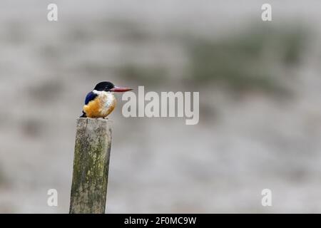 Le Kingfisher à capuchon noir (Halcyon pileata) perche sur le bois dans les terres humides Banque D'Images