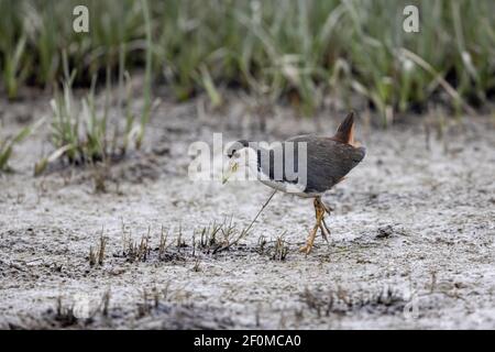 La marche de l'Amaurornis phoenicurus (Amaurornis phoenicurus) Banque D'Images