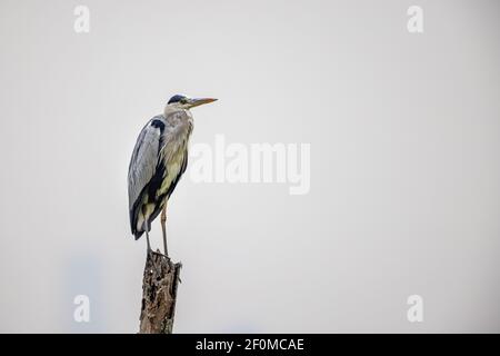 Héron gris (Ardea cinerea) perçant sur du bois dans une zone humide Banque D'Images