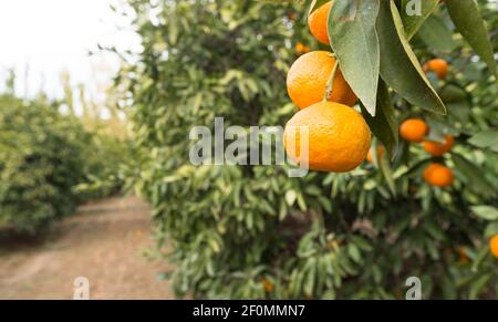 Maturation des fruits oranges des aliments crus Agriculture Ferme Orange Grove Banque D'Images