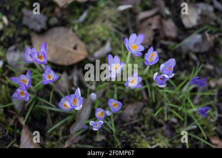 Crocus bleu violet avec des étamines jaunes se bloquant entre le feuillage sec de l'année dernière, les premières fleurs de printemps colorées dans le jardin et le parc, vie d'angle élevé Banque D'Images