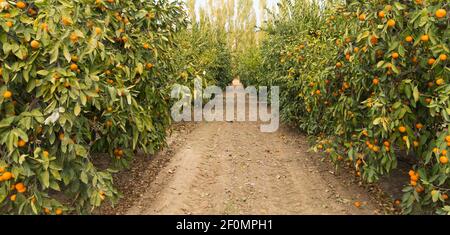 Maturation des fruits oranges des aliments crus Agriculture Ferme Orange Grove Banque D'Images