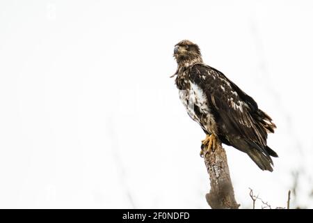 Portrait en gros plan d'un jeune aigle à tête blanche perché sur un souche d'arbre Banque D'Images