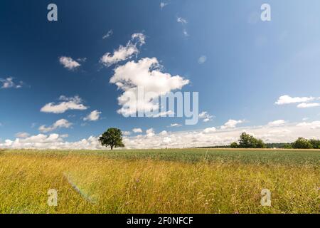 Arbre solitaire dans un paysage pittoresque d'été pendant une journée ensoleillée Banque D'Images