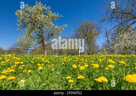 Belle prairie de fleurs avec herbe verte, fleurs de pissenlit et arbres au printemps Banque D'Images