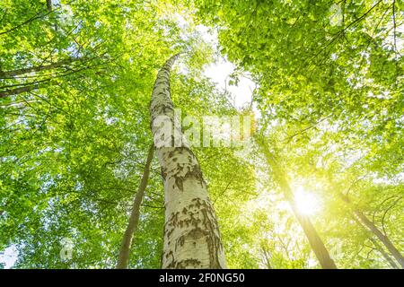 Bouleau dans la forêt de vert frais au printemps avec des rayons de soleil pittoresques Banque D'Images