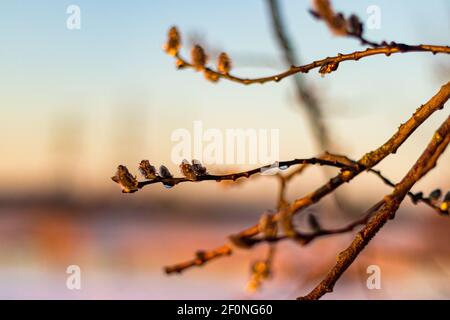 Branche en forme de chat de printemps avec gouttes d'eau brillantes. Nature sauvage et intacte. Banque D'Images