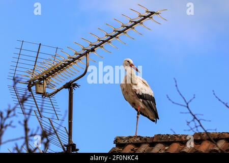 Olfen, NRW, Allemagne. 07e mars 2021. Une ciconie blanche sauvage (Ciconia ciconia) s'assoit patiemment sur un toit, ressemblant à un ornement de toit à côté des bâtiments antennes tv. L'oiseau a été encerclé pour suivre sa migration annuelle et il est probable qu'il soit revenu à son site de nidification près d'Olfen. Credit: Imagetraceur/Alamy Live News Banque D'Images