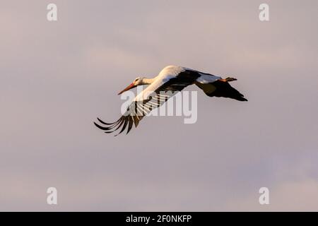 Olfen, NRW, Allemagne. 07e mars 2021. Une ciconie blanche sauvage (Ciconia ciconia) répand ses ailes dans la douce lumière rose du soleil du soir. L'oiseau est l'un des plusieurs couples de la région qui retournent régulièrement à leurs sites de nidification, revenant dans la migration annuelle. Credit: Imagetraceur/Alamy Live News Banque D'Images