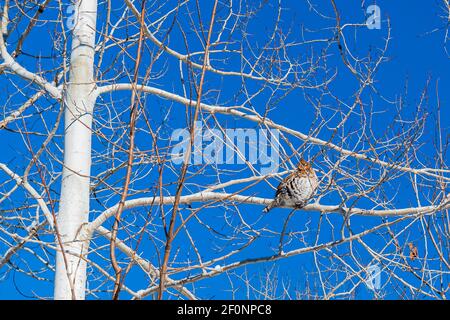 Parc national Fathom Five Comté de Grey Sauble Péninsule-Bruce Ontario Canada Banque D'Images