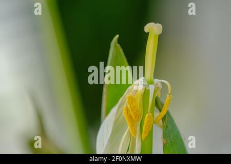 un gros plan d'une tulipe sauvage qui a perdu ses pétales Banque D'Images