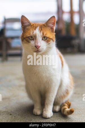 Portrait d'un joli petit chat orange et blanc. Banque D'Images