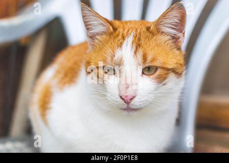Portrait d'un joli petit chat orange et blanc. Banque D'Images