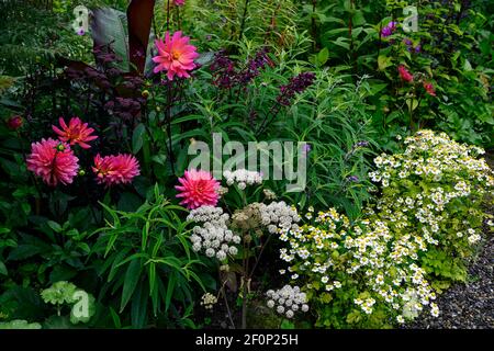 Dahlia Kilburn Glow,Salvia amour et souhaits,ensete ventricosum maurelii,Tanaceum parthenium,chrysanthemum parthenium,fiévreux,nénuphar dahli fleuri Banque D'Images