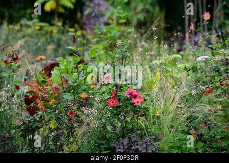 dahlia twynings remel,dahlia plantules,salvia amistad,linaria peachy,ensete ventricosum maureslii,banane,plan de plantation tropical,rouge orange violet flo Banque D'Images