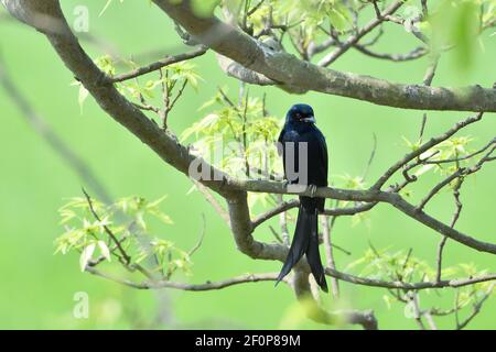 Black Drongo Bird est assis sur UNE branche d'arbre Banque D'Images