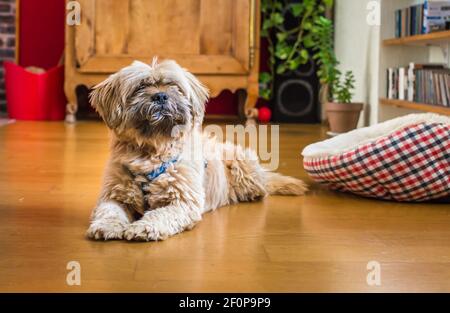 Beau chien Bichon havanais chocolat au lait Banque D'Images