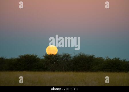 Pleine lune flottant dans le ciel de nuit en Namibie Afrique avec arbre et buisson silhouettés sur bleu et rose ciel de coucher de soleil Voyage de vacances en famille en Afrique Banque D'Images