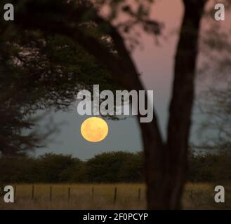 Pleine lune flottant dans le ciel de nuit en Namibie Afrique avec arbre et buisson silhouettés sur bleu et rose ciel de coucher de soleil Voyage de vacances en famille en Afrique Banque D'Images