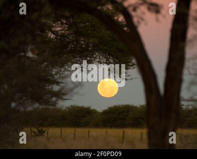 Pleine lune flottant dans le ciel de nuit en Namibie Afrique avec arbre et buisson silhouettés sur bleu et rose ciel de coucher de soleil Voyage de vacances en famille en Afrique Banque D'Images