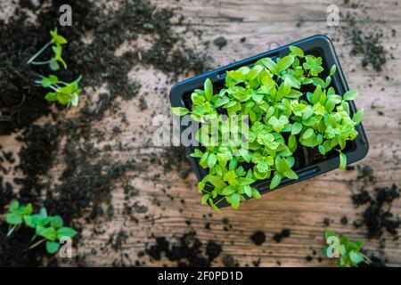 Semis de persil cultivé à la maison vu d'en haut. Dans une boîte, sur une table en bois. Le printemps se prépare à l'intérieur pour la saison de jardinage à la maison Banque D'Images