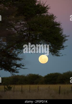 Pleine lune flottant dans le ciel de nuit en Namibie Afrique avec arbre et buisson silhouettés sur bleu et rose ciel de coucher de soleil Voyage de vacances en famille en Afrique Banque D'Images
