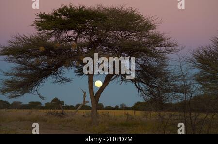 Pleine lune flottant dans le ciel de nuit en Namibie Afrique avec arbre et buisson silhouettés sur bleu et rose ciel de coucher de soleil Voyage de vacances en famille en Afrique Banque D'Images