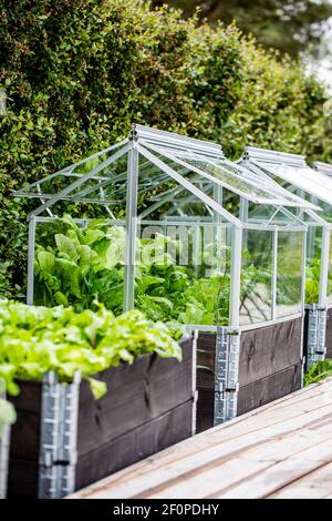 Jardin potager surélevé en boîte sur des colliers de palette avec serre en verre sur le dessus. Salade orientale rouge moutarde, plants de tomates et carottes sont visibles Banque D'Images