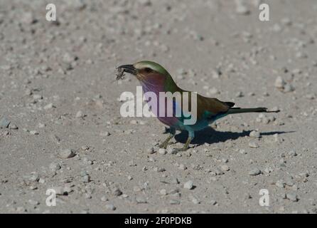 Rouleau lilas croisé ou caudata de Coracias, avec un insecte dans le bec debout sur le sol trouvé sur le safari en jeep dans le parc national d'Etosha en Namibie Voyage en Afrique Banque D'Images