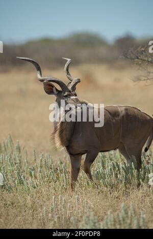 Mâle Kudu ou tragelaphus strepsiceros dans l'habitat naturel repéré safari en jeep dans le parc national d'Etosha et réserve de gibier à Namibie Afrique verticale Banque D'Images