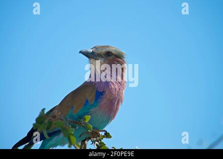 lilas breasted roller oiseau ou coracias caudata assis dans l'arbre Avec fond bleu ciel dans le parc national d'Etosha Namibie Afrique format horizontal Banque D'Images