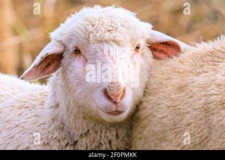 Olfen, NRW, Allemagne. 07e mars 2021. Les agneaux de printemps, ensemble leur troupeau, profitent du soleil de l'après-midi. Le troupeau de fermes a différentes races, dont Deutsches Schwarzkopfschaf (blackface allemande), Merinolandschaf (Württemberger) et une race alpine du Tyrol. Credit: Imagetraceur/Alamy Live News Banque D'Images