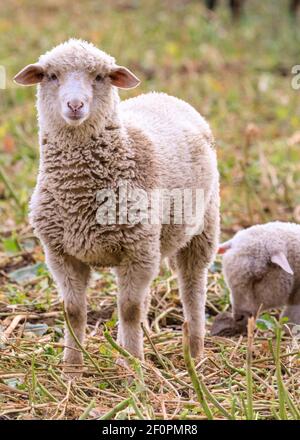 Olfen, NRW, Allemagne. 07e mars 2021. Les agneaux de printemps, avec leur troupeau, profitent du soleil de l'après-midi. Le troupeau de fermes a différentes races, y compris Deutsches Schwarzkopfschaf (blackface allemande), Merinolandschaf (Württemberger) et alpine Tyrol. Credit: Imagetraceur/Alamy Live News Banque D'Images